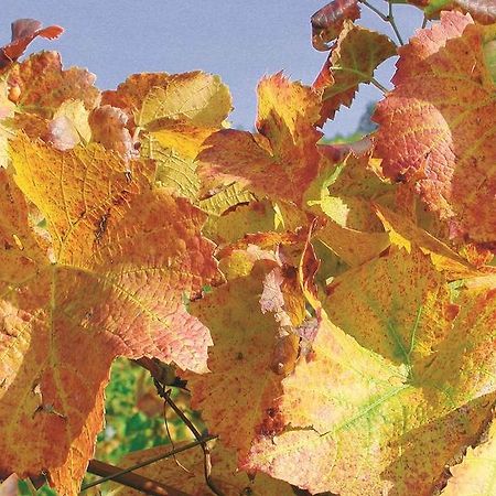 Weingut Alfred Huber Apartman Durbach Kültér fotó