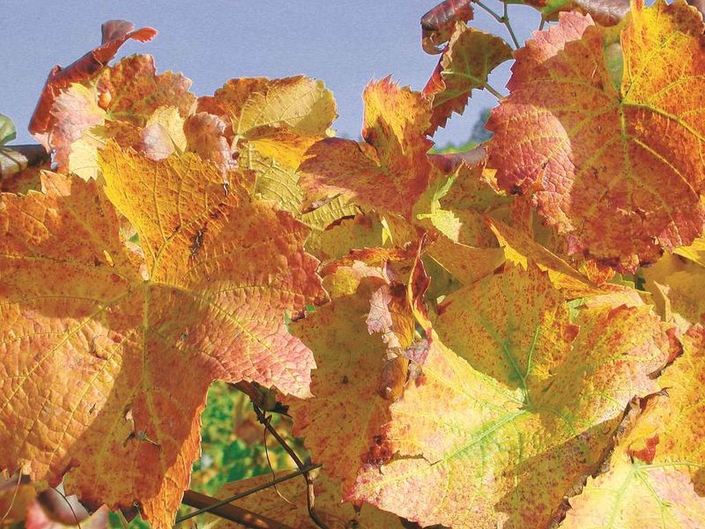 Weingut Alfred Huber Apartman Durbach Kültér fotó